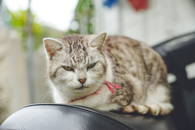 Photo of a stray cat relaxing on a moped in a parking lot on the remote island miyakojima, okinawa.