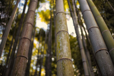 Low angle view of bamboo trees in forest