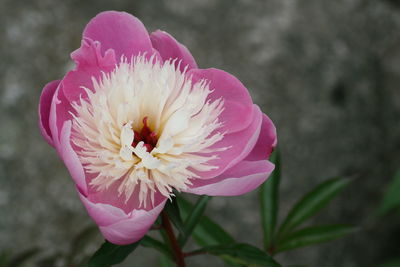 Close-up of pink flower