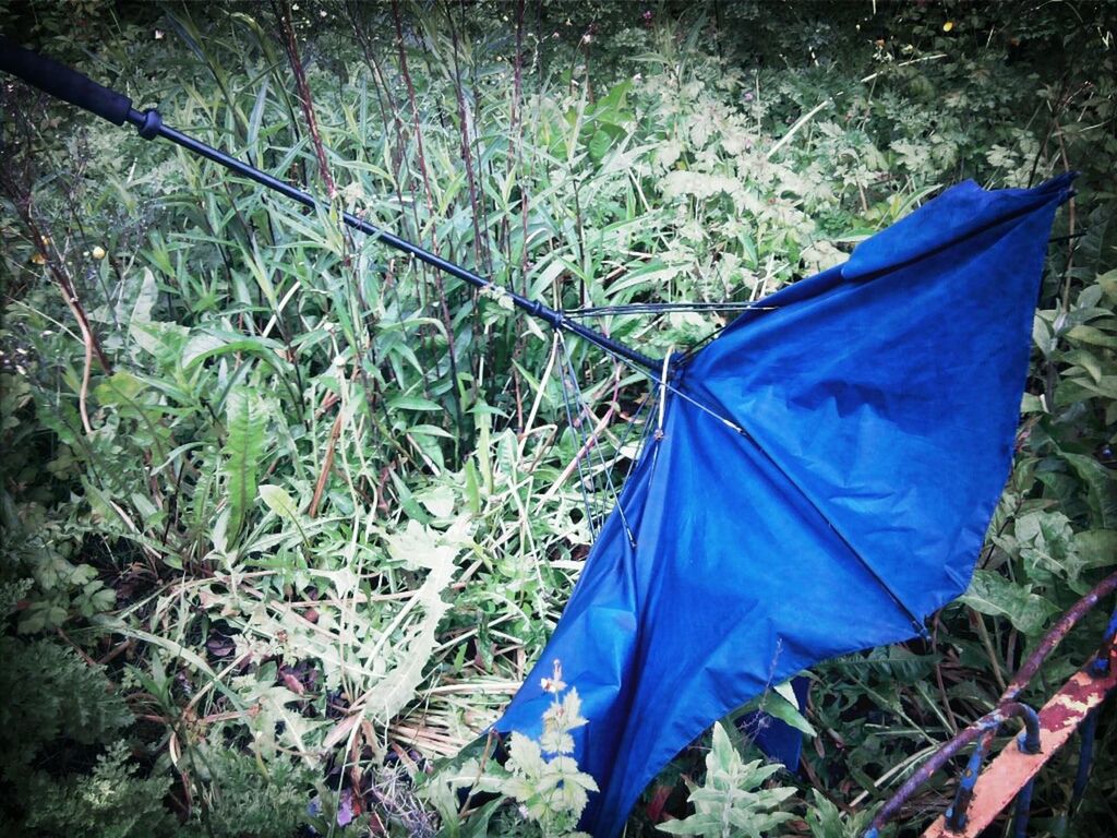 blue, plant, grass, field, day, nature, outdoors, growth, green color, leaf, sunlight, purple, one person, beauty in nature, fence, tranquility, hanging, tree, rope