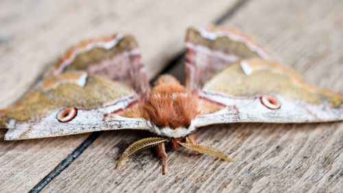 High angle view of butterfly on table