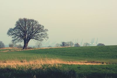 Scenic view of agricultural field against clear sky