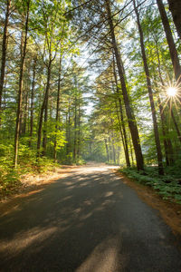 Road amidst trees in forest