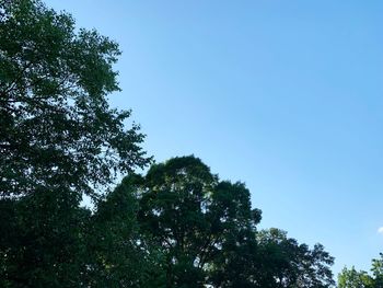 Low angle view of trees against clear blue sky