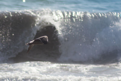 Seagull flying over sea against sky