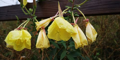 Close-up of yellow rose on leaves