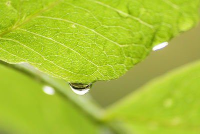 Close-up of water drops on leaf