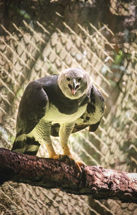 Belizian eagle
