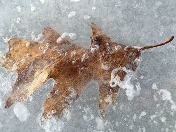 Close-up of frozen leaf in ice