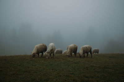 Sheeps grazing in a foggy field. moody look. 