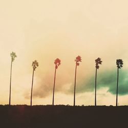 Low angle view of trees against sky