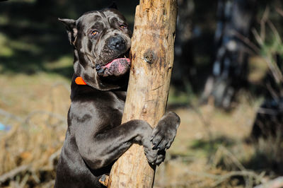 Dog sitting on rock