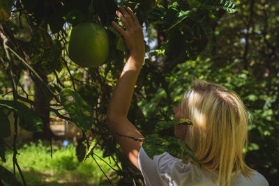 Rear view of woman with blond hair plucking grapefruit at back yard