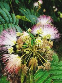 Close-up of flowers blooming outdoors