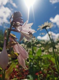 Close-up of white flowering plant against sky