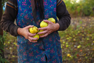 Old woman holding yellow apples. hands of an old woman holding green apples. the concept of farming