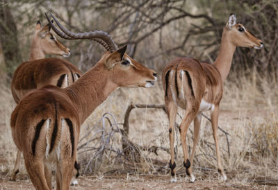 Deer standing in forest