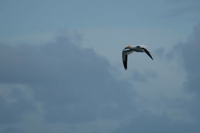 Low angle view of seagull flying in sky