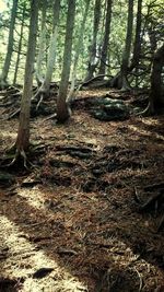 Trees in forest