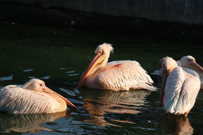 Pelican swimming in lake