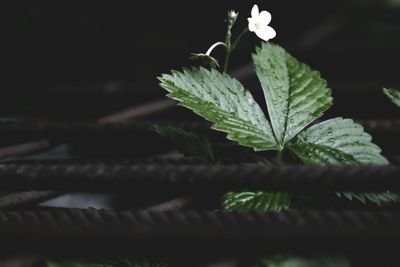 Close-up of fresh green plant