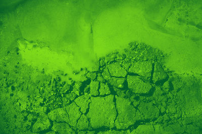 Full frame shot of green leaf on water