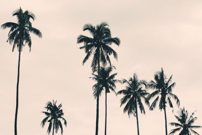 Low angle view of silhouette palm trees against sky