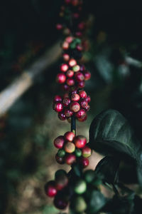Close-up of hand holding berries growing on tree