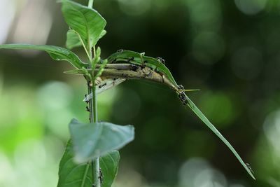 Close-up of insect on plant