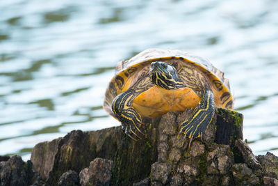 Yellow-bellied eared turtle sitting on a tree trunk in a pond, trachemys scripta scripta