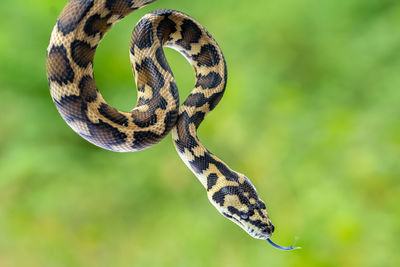 snake