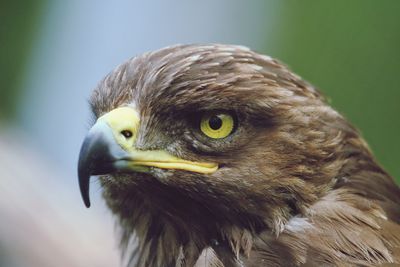 Close-up of an eagle