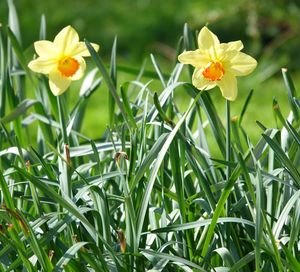 Close-up of yellow flowering plants on field
