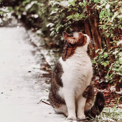 Cat watching the snow falling