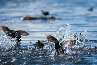 Seagulls flying in the water