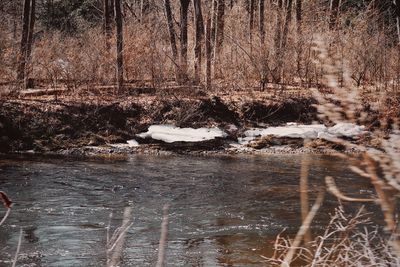 View of frozen river in forest