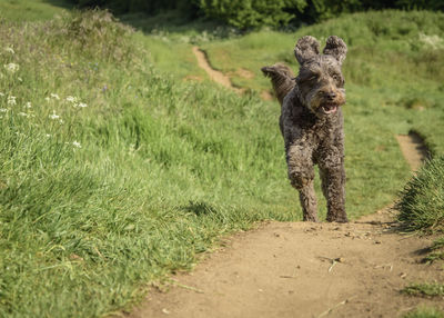 Portrait of dog running on field