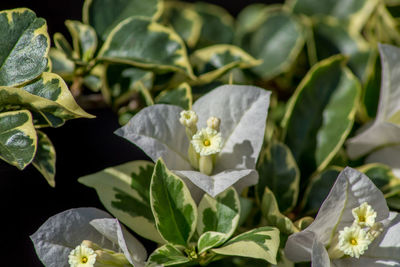 Close-up of flowering plant