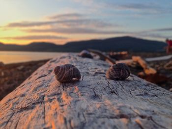 Close-up of shells on rock