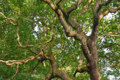 Low angle view of trees in forest