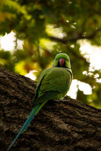 Close-up of bird perching on tree