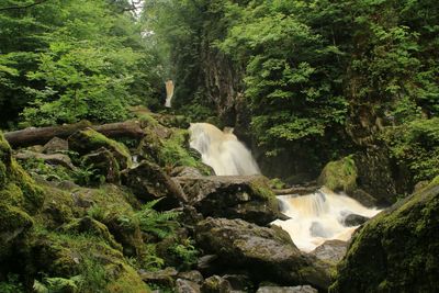 Scenic view of waterfall in forest