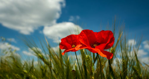 Close-up of red poppy flower on field against sky