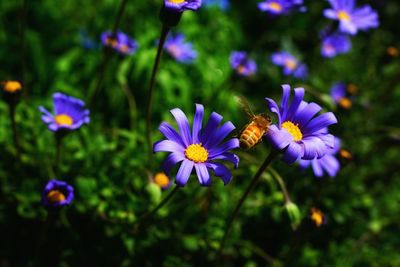 Close-up of purple flowers