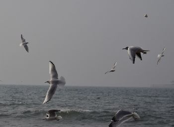 Seagulls flying over sea against clear sky