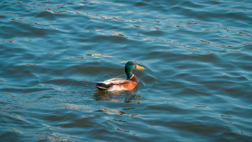 High angle view of duck swimming in lake