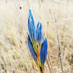 Close-up of plant against blurred background