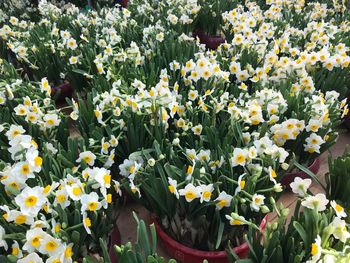 Close-up of white flowering plants on field