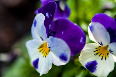 Close-up of purple flowers blooming outdoors