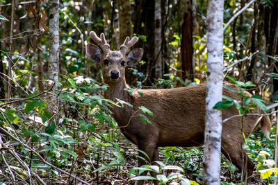 Portrait of deer in a forest